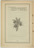 Title: not titled [grevillea la trobana]. | Date: 1861 | Technique: woodengraving, printed in black ink, from one block