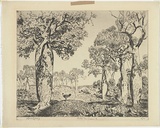 Artist: LINDSAY, Lionel | Title: Bottle trees, Cracow, Queensland | Date: 1932 | Technique: etching, printed in warm black ink, from one plate | Copyright: Courtesy of the National Library of Australia