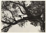 Artist: STELARC | Title: Mail art: Prepared tree suspension event for obsolete body No.6 | Date: 1982 | Technique: offset-lithograph, printed in black ink | Copyright: Courtesy the artist, Stelarc and Sherman Galleries, Sydney