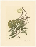 Artist: GRIFFITH, Pamela | Title: Bloodwood Blossoms | Date: 1989 | Technique: hardground-etching and aquatint, printed from one copper plate; additional hand-tinting | Copyright: © Pamela Griffith