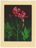 Artist: GRIFFITH, Pamela | Title: Magnolia | Date: 1984 | Technique: hardground-etching, aquatint and burnishing, printed in colour, from two zinc plates | Copyright: © Pamela Griffith