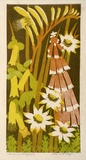 Artist: Higgs, Florence. | Title: Australian wildflowers | Date: c.1954 | Technique: linocut, printed in colour, from four blocks