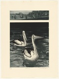 Artist: GRIFFITH, Pamela | Title: Pelicans | Date: 1985 | Technique: hardground-etching and aquatint, printed in black ink, from two zinc plates | Copyright: © Pamela Griffith