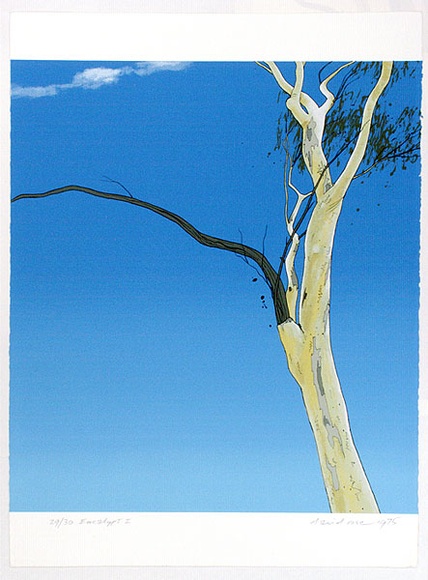 Artist: ROSE, David | Title: Eucalypt I | Date: 1975 | Technique: screenprint, printed in colour, from multiple stencils