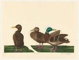Artist: GRIFFITH, Pamela | Title: Ducks | Date: 1985 | Technique: hardground-etching and aquatint, printed in colour, from three shaped zinc plates | Copyright: © Pamela Griffith