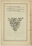 Title: not titled [fadus cunninghami/thysanotus paternsonei]. | Date: 1861 | Technique: woodengraving, printed in black ink, from one block