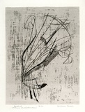 Artist: Brash, Barbara. | Title: Lyrebird. | Date: 1965 | Technique: screenprint, printed in colour, from six stencils