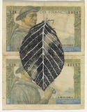 Artist: HALL, Fiona | Title: Fagus sylvatica - Common beech (French currency) | Date: 2000 - 2002 | Technique: gouache | Copyright: © Fiona Hall