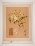 Artist: UNKNOWN | Title: Eucalyptus piperita | Date: 1882 | Technique: lithograph, printed in colour, from multiple stones [or plates]