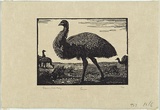 Artist: LINDSAY, Lionel | Title: Emu | Date: 1923 | Technique: wood-engraving, printed in black ink, from one block | Copyright: Courtesy of the National Library of Australia