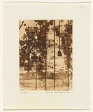 Artist: WILLIAMS, Fred | Title: Landscape panel. Number 5 | Date: 1962 | Technique: aquatint, drypoint, engraving, printed in sepia ink, from one copper plate | Copyright: © Fred Williams Estate