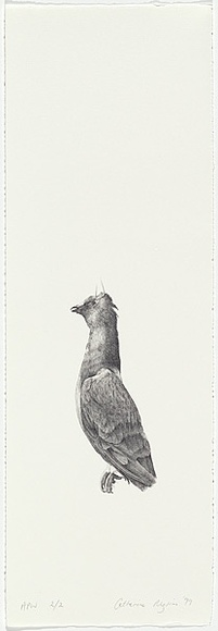 Artist: Pilgrim, Catherine. | Title: not titled [pigeon] | Date: 1999, February | Technique: lithograph, printed in black ink, from one stone