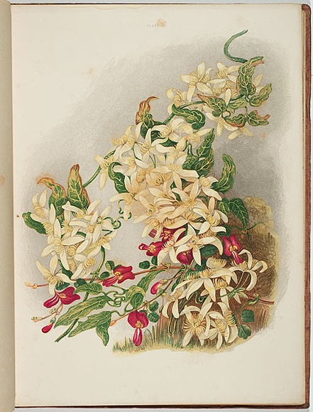 Artist: Meredith, Louisa Anne. | Title: Native clematis | Date: 1860 | Technique: lithograph, printed in colour, from multiple stones