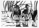 Artist: GRIFFITH, Pamela | Title: Whistling ducks | Date: 1989 | Technique: hardground-etching and aquatint, printed in black ink, from one copper plate | Copyright: © Pamela Griffith