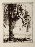 Artist: Bull, Norma C. | Title: Tree. | Date: c.1932 | Technique: etching, printed in brown ink, from one plate