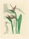 Artist: GRIFFITH, Pamela | Title: Bird forms | Date: 1984 | Technique: hardground-etching, aquatint and burnishing, printed in colour, from two zinc plates | Copyright: © Pamela Griffith