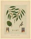 Artist: Fiveash, Rosa | Title: Eucalyptus gunnii. | Date: 1882 | Technique: lithograph, printed in colour, from multiple stones [or plates]