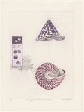 Artist: GRIFFITH, Pamela | Title: The logarithmic spiral of the Trochus | Date: 1981 | Technique: hard ground, aquatint, soft ground, on two zinc | Copyright: © Pamela Griffith
