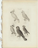 Title: Cockatoos. | Date: 1855-56 | Technique: engraving, printed in black ink, from one copper plate