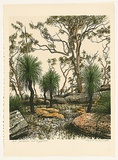Artist: ROSE, David | Title: Grasstrees and angophora | Date: 1981 | Technique: screenprint, printed in colour, from multiple stencils
