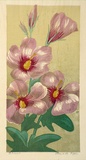 Artist: Higgs, Florence. | Title: Hibiscus | Date: (1954) | Technique: linocut, printed in colour, from six blocks