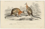 Artist: Fournier, Félicie. | Title: Kangurou à dos noir [Grey kangaroo]. | Date: 1839 | Technique: engraving, printed in black ink, from one copper plate; hand-coloured