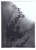 Artist: GRIFFITH, Pamela | Title: Flannel flowers and Zebra finch | Date: 1986 | Technique: hard ground, aquatint, spray resist on one, zinc | Copyright: © Pamela Griffith