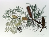 Artist: GRIFFITH, Pamela | Title: Heathland Banksia | Date: 1989 | Technique: hard ground, aquatint, burnishing, hand tinting | Copyright: © Pamela Griffith