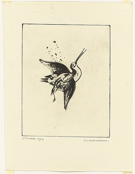 Artist: WILLIAMS, Fred | Title: Shot snipe | Date: 1974 | Technique: electric hand engraving, engraving and flat biting | Copyright: © Fred Williams Estate