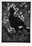 Artist: LINDSAY, Lionel | Title: Curassow and Oleander | Date: 1932 | Technique: wood-engraving, printed in black ink, from one block | Copyright: Courtesy of the National Library of Australia