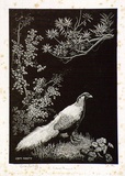 Artist: LINDSAY, Lionel | Title: Silver pheasant | Date: 1936 | Technique: wood-engraving, printed in black ink, from one block | Copyright: Courtesy of the National Library of Australia