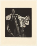 Artist: Harding, Nicholas. | Title: not titled [lily with one and a half buds] | Date: 2004 | Technique: open-bite and aquatint, printed in black ink, from one plate