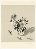 Artist: ROSE, David | Title: Daisies (from close up) | Date: 1984 | Technique: screenprint, printed in colour, from multiple stencils