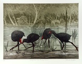 Artist: GRIFFITH, Pamela | Title: Swamp Hen and hungry brood | Date: 1989 | Technique: hard ground, aquatint, burnishing, printed from two copper plates; additional hand tinting | Copyright: © Pamela Griffith