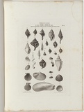 Title: Fossils of Victoria. | Date: 1855-56 | Technique: engraving, printed in black ink, from one copper plate