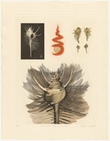 Artist: GRIFFITH, Pamela | Title: The conical helix of the Murex | Date: 1986 | Technique: hard ground, aquatint, sugarlift, burnishing, printed from two zinc plates | Copyright: © Pamela Griffith