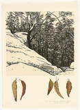 Artist: ROSE, David | Title: Bush drawing with gum leaves | Date: 1985 | Technique: screenprint, printed in colour, from multiple stencils