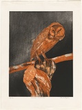 Artist: GRIFFITH, Pamela | Title: Australian masked owl | Date: 1981 | Technique: etching, aquatint, spray resist printed in colour, from two zinc plates | Copyright: © Pamela Griffith