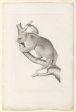 Artist: UNKNOWN | Title: not titled [possum] | Date: 1840 | Technique: engraving, roulette and aquatint, printed in black ink, from one plate