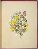 Artist: WALKER, Annie | Title: Gompholobium grandiflorum and bauera rubioides. | Date: 1887 | Technique: lithograph, printed in black ink, from one stone; hand-coloured