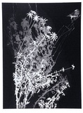 Artist: GRIFFITH, Pamela | Title: Flannel flowers and Zebra finch | Date: 1986 | Technique: hardground-etching and aquatint, printed in black ink, from one zinc plate | Copyright: © Pamela Griffith