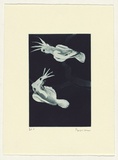 Artist: Law, Roger. | Title: Not titled [small cockatoos 1]. | Date: 2003 | Technique: aquatint, printed in blue/black ink, from one plate