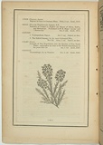 Title: not titled [dillwynia cinerascens]. | Date: 1861 | Technique: woodengraving, printed in black ink, from one block