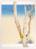 Artist: ROSE, David | Title: Marked eucalypt | Date: 1975 | Technique: screenprint, printed in colour, from multiple stencils