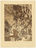 Artist: GRIFFITH, Pamela | Title: Native cat and parrot | Date: 1984 | Technique: hard ground, aquatint, soft ground and spray stencil on one, zinc | Copyright: © Pamela Griffith