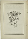 Title: not titled [zichya angustifolia]. | Date: 1861 | Technique: woodengraving, printed in black ink, from one block