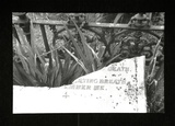 Artist: TIPPING, Richard | Title: Card: The Everlasting Stone. | Date: 1978