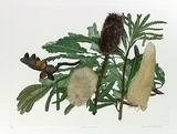 Artist: GRIFFITH, Pamela | Title: Banksias | Date: 1989 | Technique: hard ground, aquatint, burnishing, hand tinting on one copper plate | Copyright: © Pamela Griffith