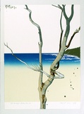 Artist: ROSE, David | Title: Eucalypt - Bateau Bay III | Date: 1976 | Technique: screenprint, printed in colour, from multiple stencils