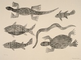 Artist: Jirwulurr Johnson, Amy. | Title: not titled (fish, turtles, snake, lizard) | Date: 2000, November | Technique: lithograph, printed in black ink, from one aluminium plate
